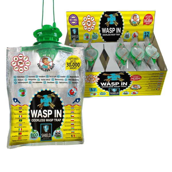 wasp in